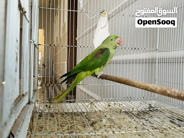 بغبغاء انثى نيبالي