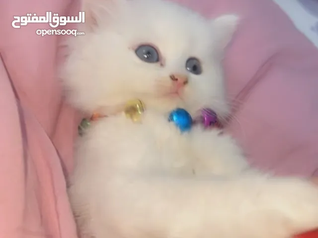  قطة عمرها 50 يوم نوع القطة - شيرازي السعر 85 الف مع أغراضها وهدايا والألعاب
