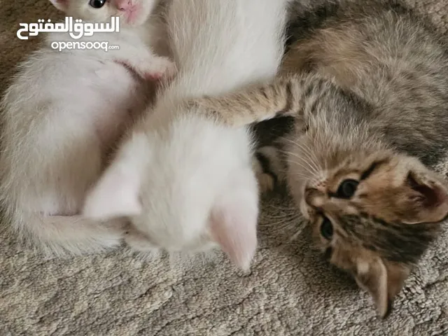 قطط للتبني