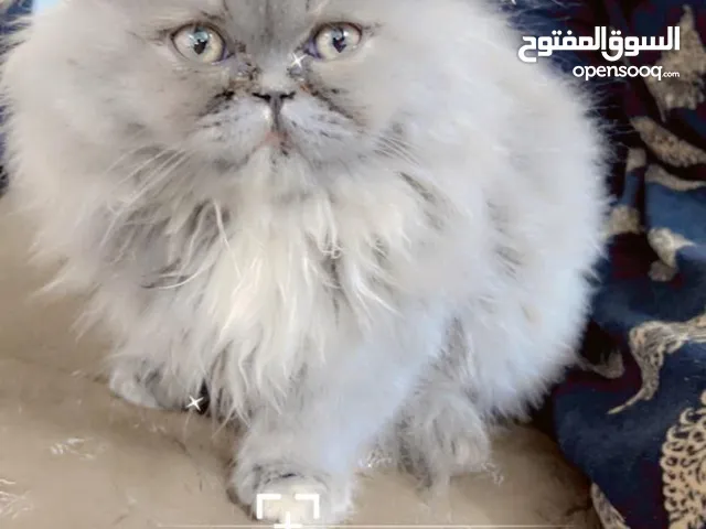 للبيع ملقحه وغراضها وياها اليفه ودفتر لقاح