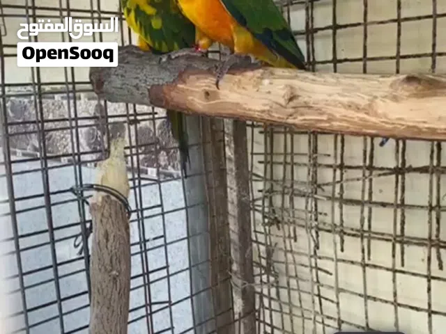 كنيور للبيع زوج الصحه ممتازه والحمد لله سبب البيع مزعج