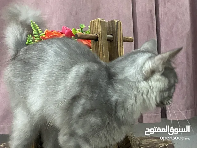 قط بعمر 11 شهر للبيع