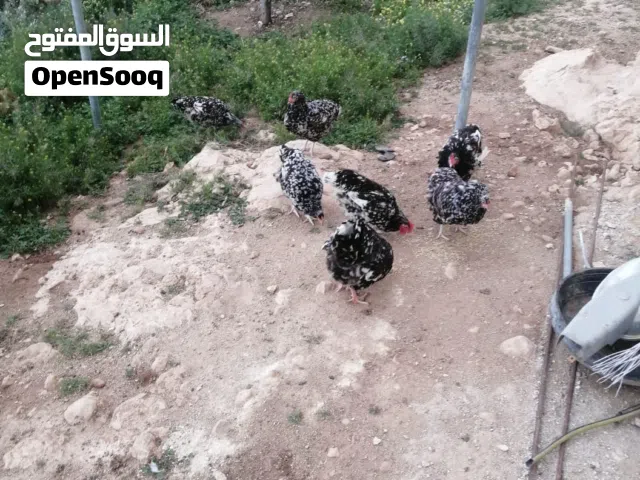 دجاج بورسلان