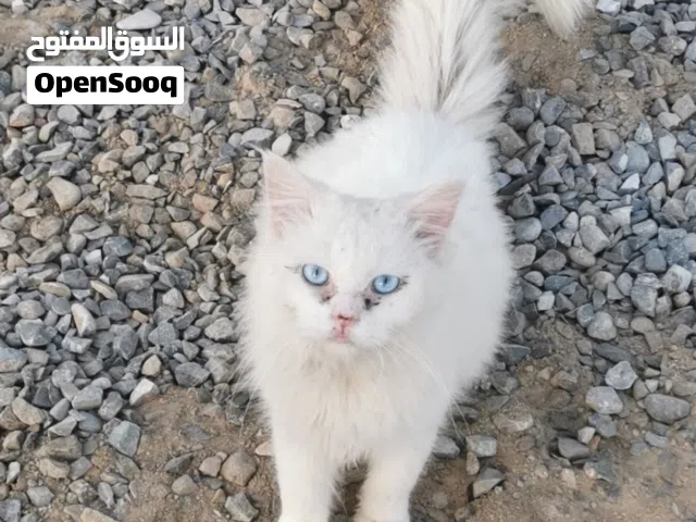 للبيع قطط زوج ام وأب مع ثلاثه صغار