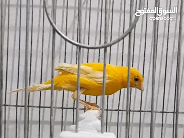 طيره جاهزه جزري فاتح