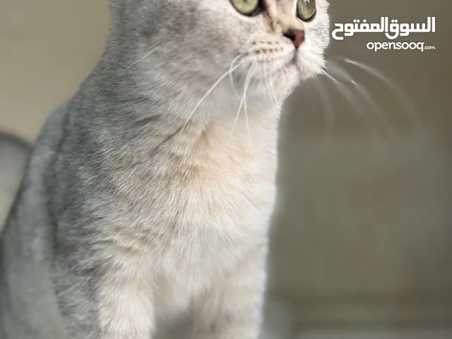 قطة سكوتش عمرها 3 شهور ملكة جمال ماشاءالله عمرها 3 شهور للبيع مع أغراضها