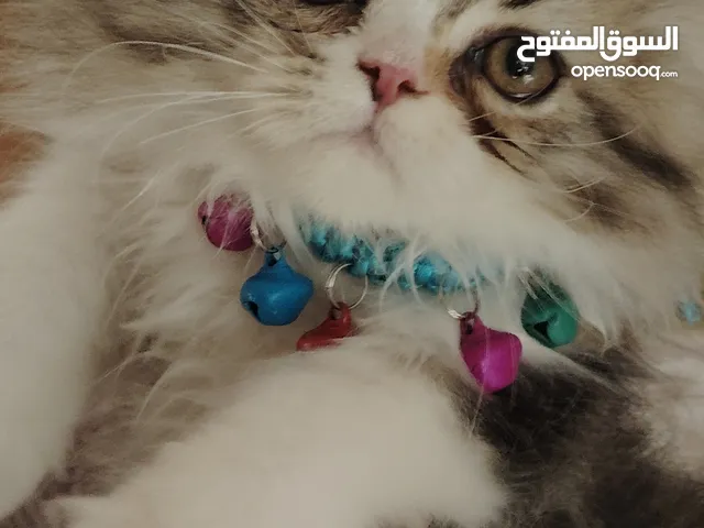 أنثى بيرشن كاليكو