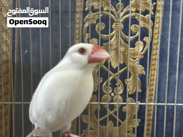 للبيع زوج جاوه فاخر من الأخر