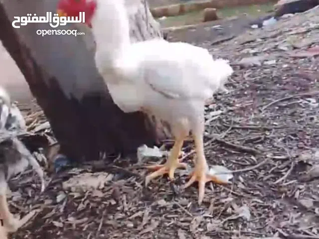 ديك باكستاني نخب