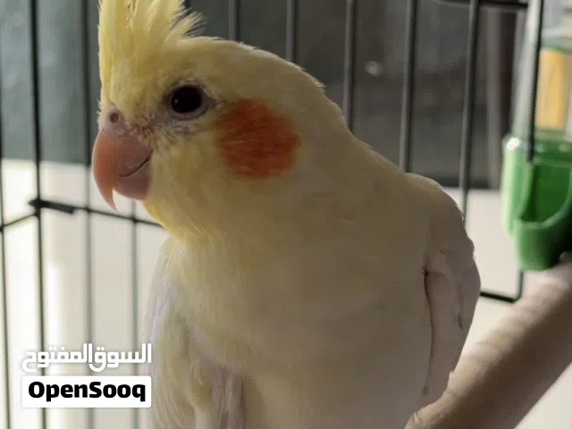 بغبغاء كروان ( كوكتيل)