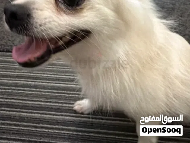 4 months old Pomeranian