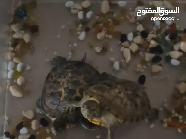 سلاحف للبيع حجم كبيرر