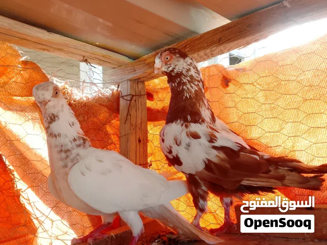 جوز شغالات اقرأ الوصف