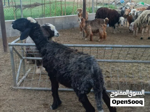 جاعدتين تهجين نجدي
