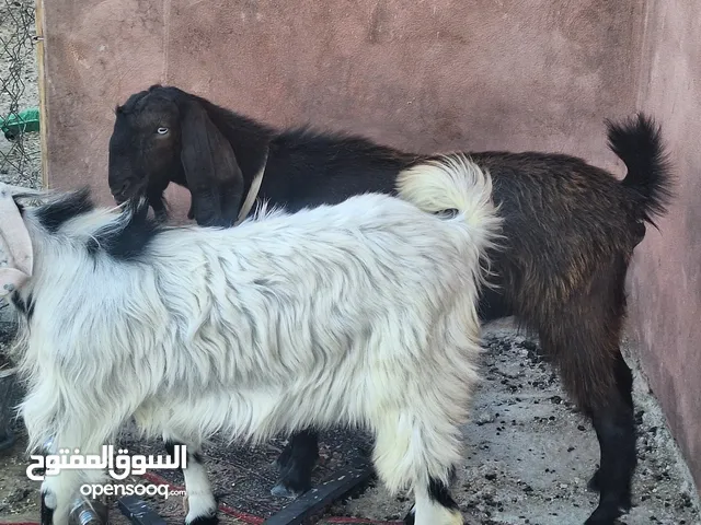 جدي وسخلة للبيع