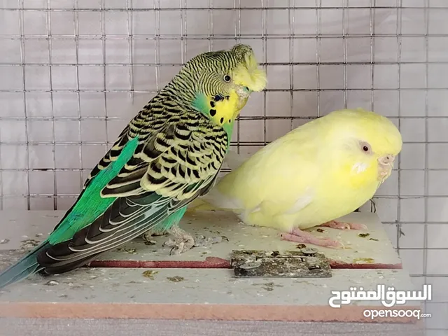 3 أزواج طيور حب جاهزات