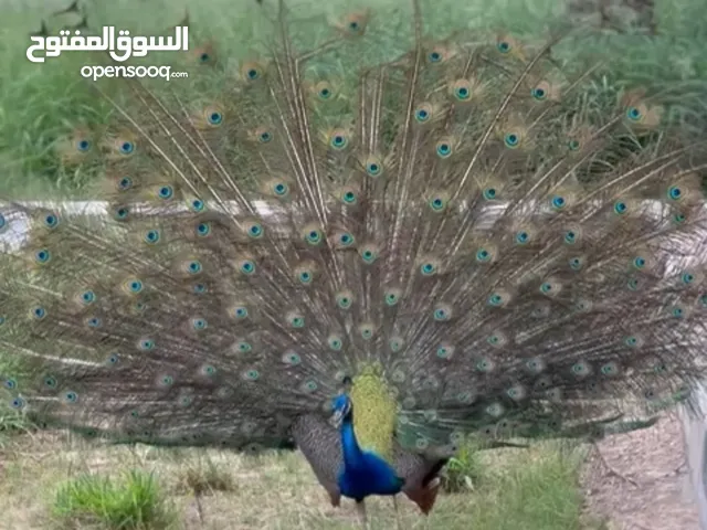 طاووس بأحجام كبيرة