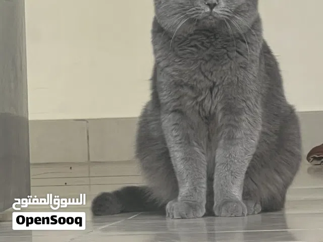 قطة سكوتش للببع