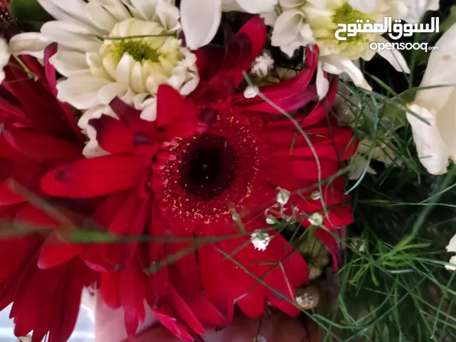 نداء حنا رشماوي