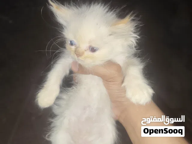 تلات قطط شيرازي