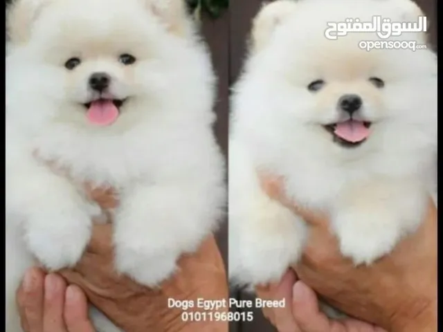 كلاب بومرينيان للبيع او التبني في القاهرة : كلب بومرينيان : افضل سعر