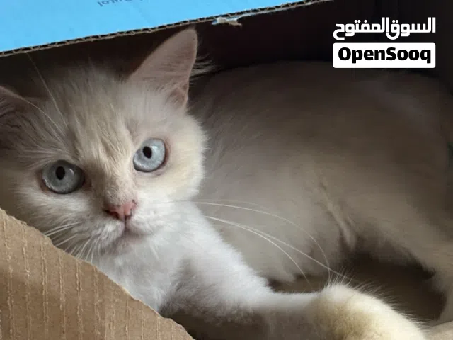 عرض قطط من ام تركيه بيع عاجل!