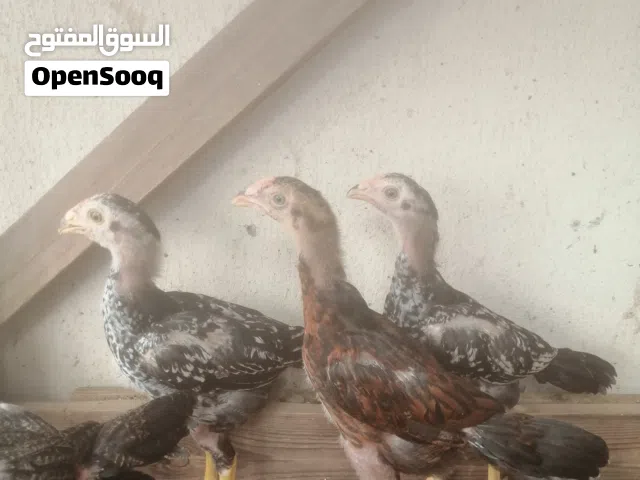 للبيع بتشوت باكستاني العمر 4 شهر العدد 5 سندي ميوالي الصحة ممتاز
