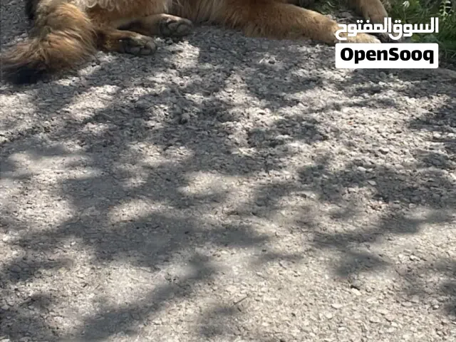 جيرمن شبر Larger size Longer hair