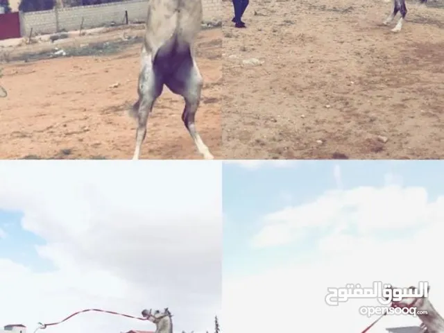 حصان للبيع
