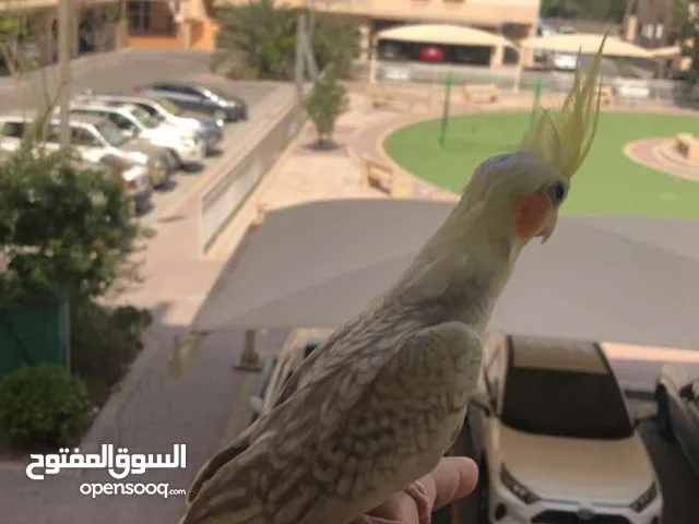 كوكتيل تايقر هدد داخلي وخارجي