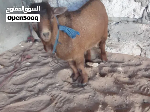 جدي كردي فليبيني درجه اولي