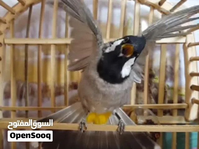 مطلوب بلبل ابي بصراوي