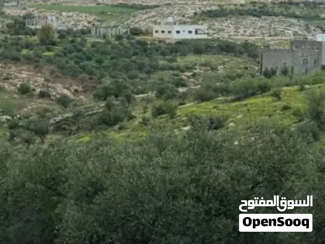 Farm Land for Sale in Irbid Other