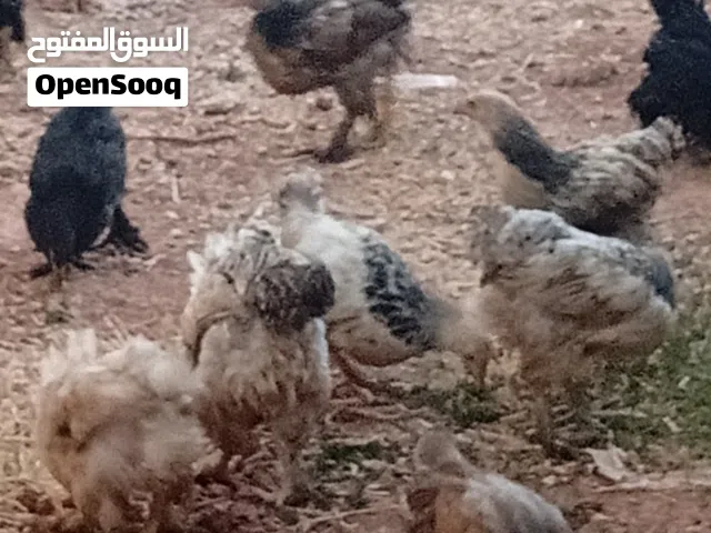 فراخ براهما للبيع عمر عمر 3 شهور ونصف