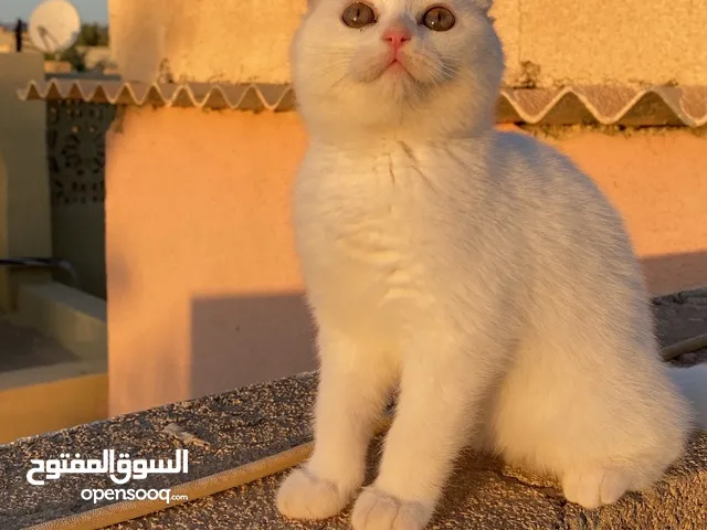 قطه سكوتش فولد