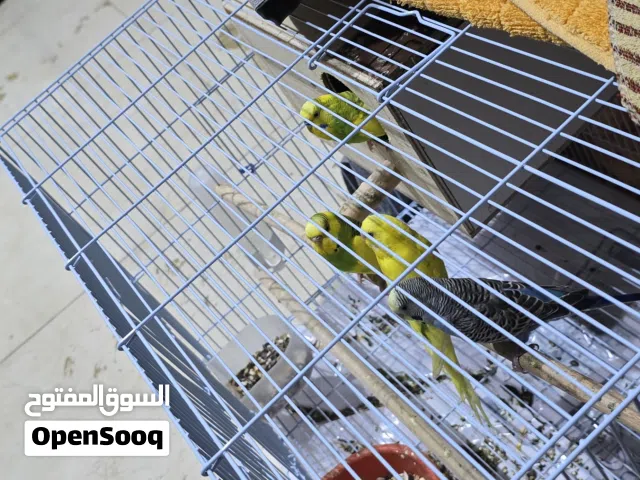 Bird 4 pair male femal