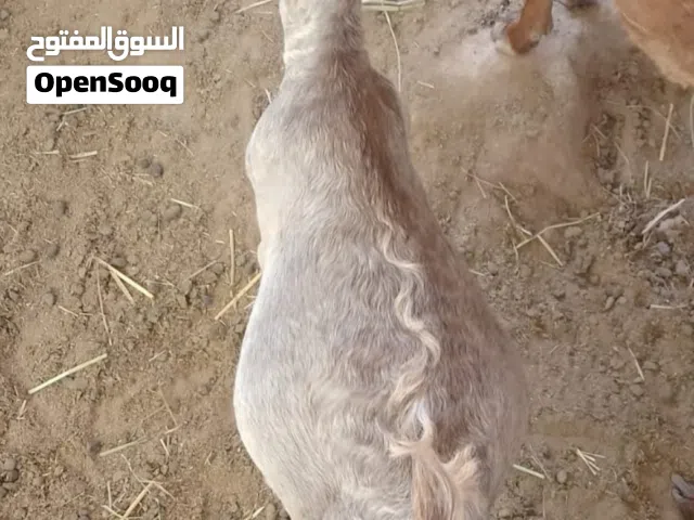 تيوس من الحلال الصلالي اللوان فاخره للتربيه