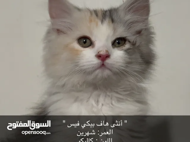 قطة للبيع نصف شيرازي مع أغراضها والأكل