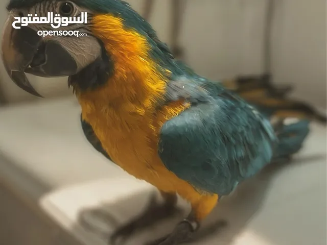 للبيع مكاو كتبلو وهو عبارة عن كتلينه + بلو اند قولد العمر 2 ونص