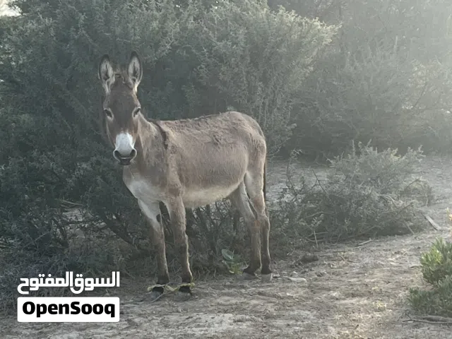 حماره للبيع أو سقب