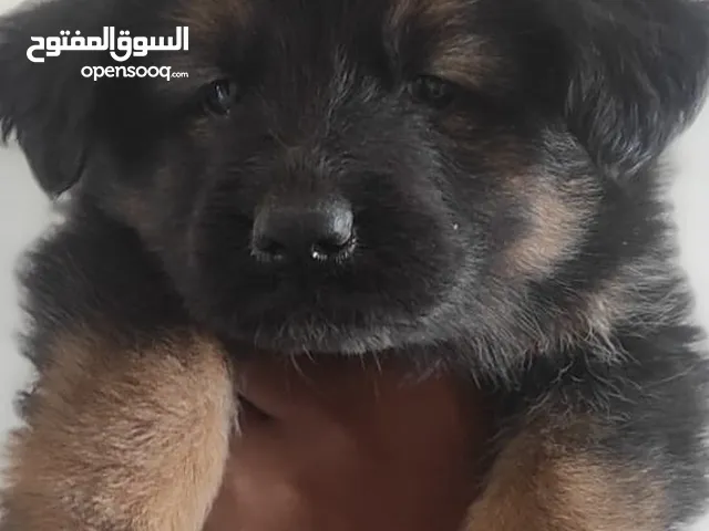 جروين جرمان
