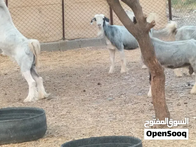 حلال الرحوب الفاخر