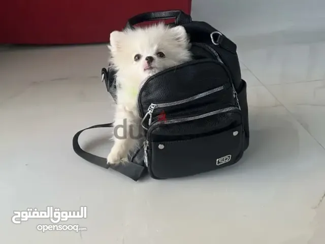 للبيع بوميرينيان أبيض تي كب – عمره 3 شهور