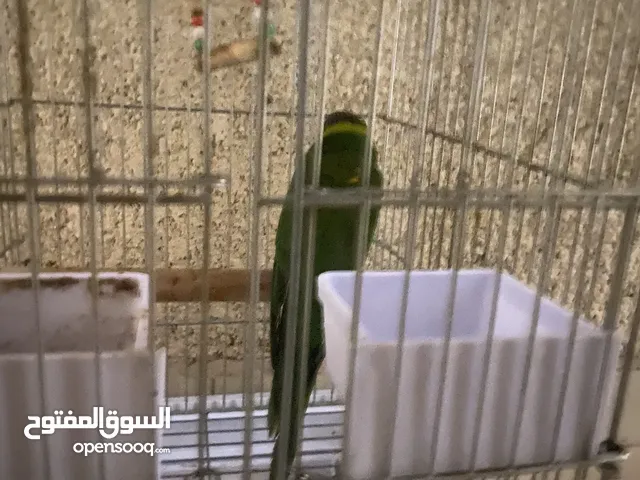 طير لوري البيع