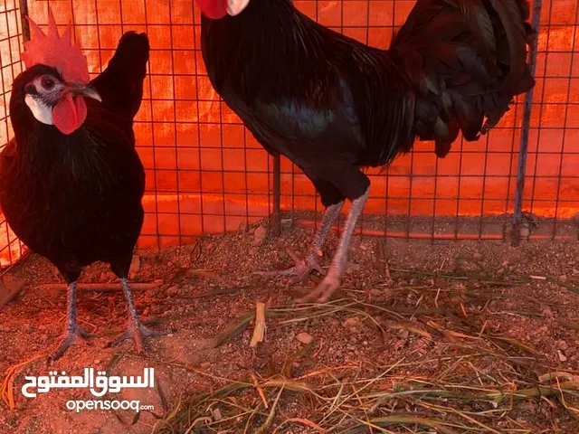 صوص و بيض دجاج مهرج الاسباني