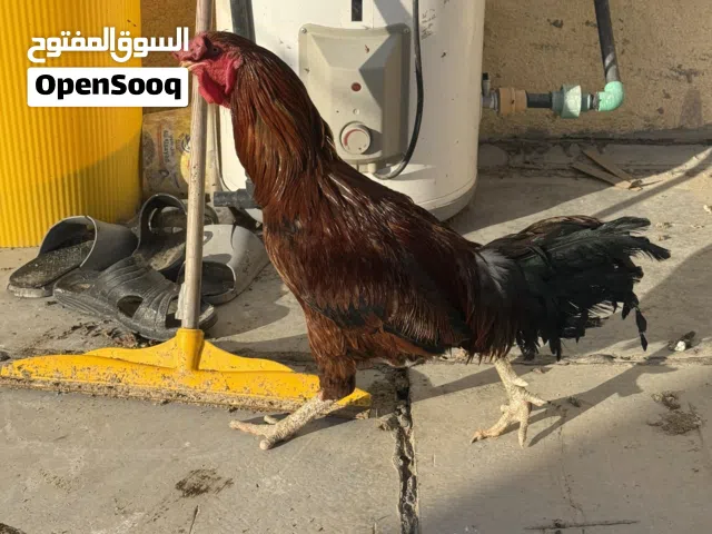 ديك خشن للبيع