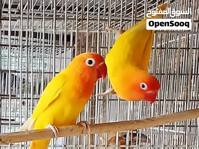 للبيع زوج فيشر لاتينو طيور محليه ومتعوده ع الجو باقي التفاصيل في الوصف تحت
