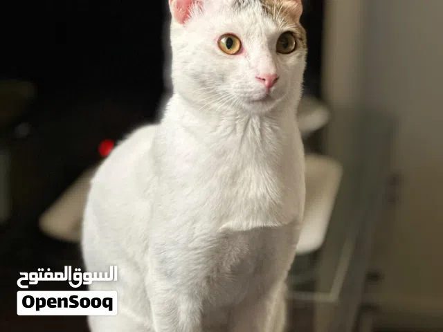 Cat for Adoption - قط للتبني