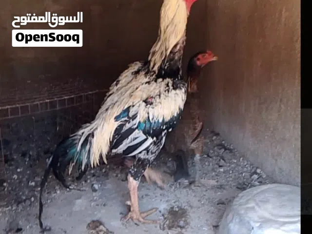 ديك باكستاني اصيل