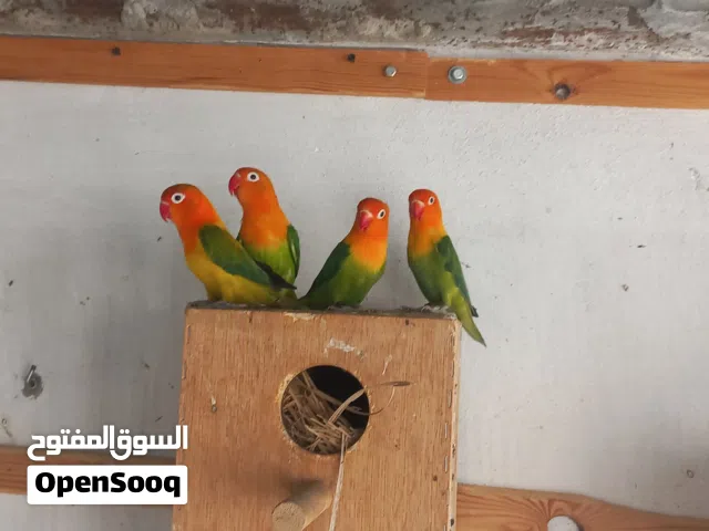 كوبيتين فيشر